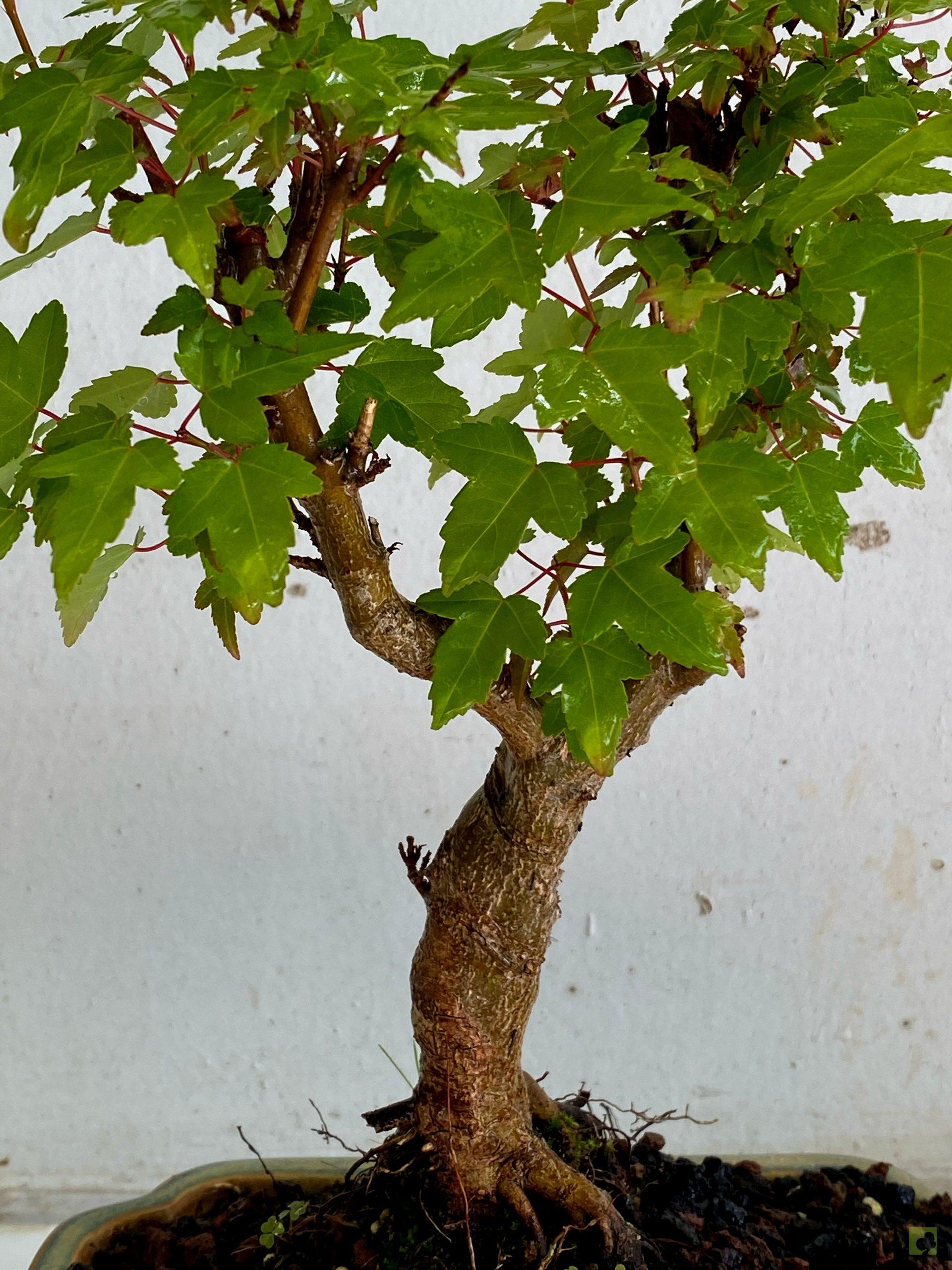 Processed with MOLDIV