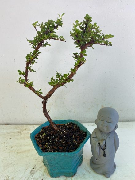 Processed with MOLDIV