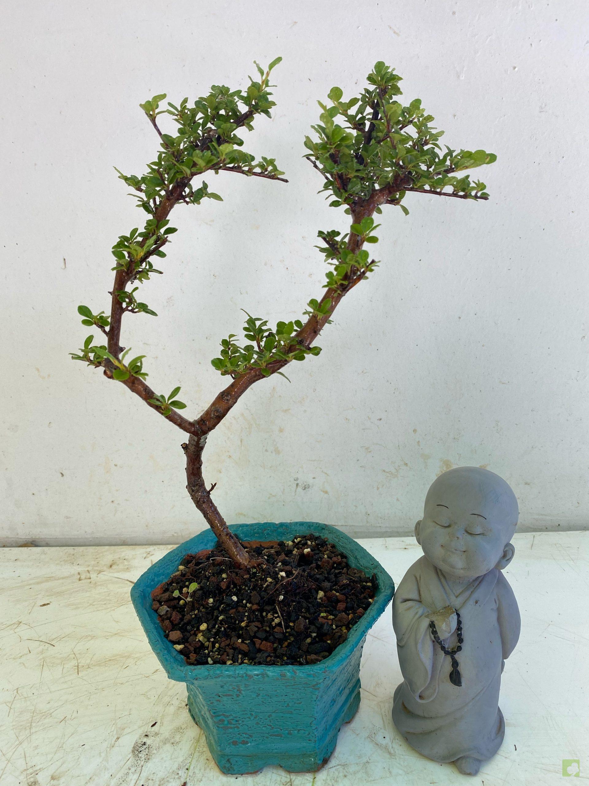 Processed with MOLDIV