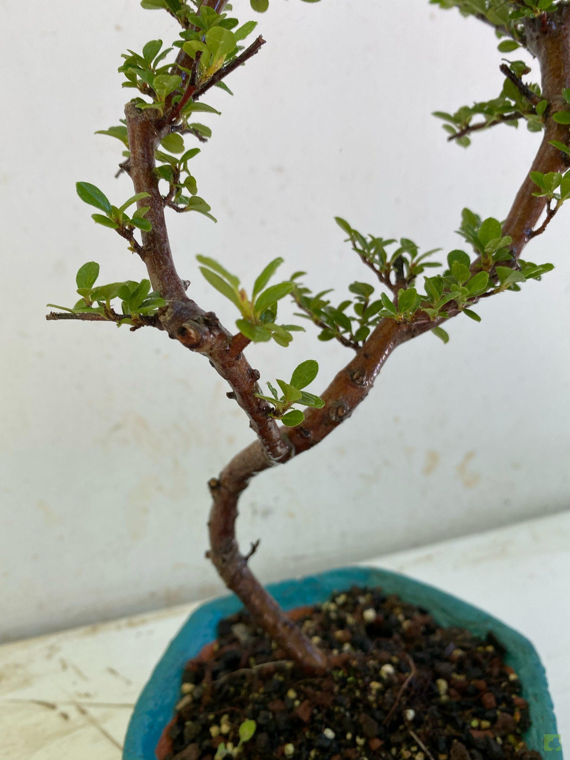 Processed with MOLDIV