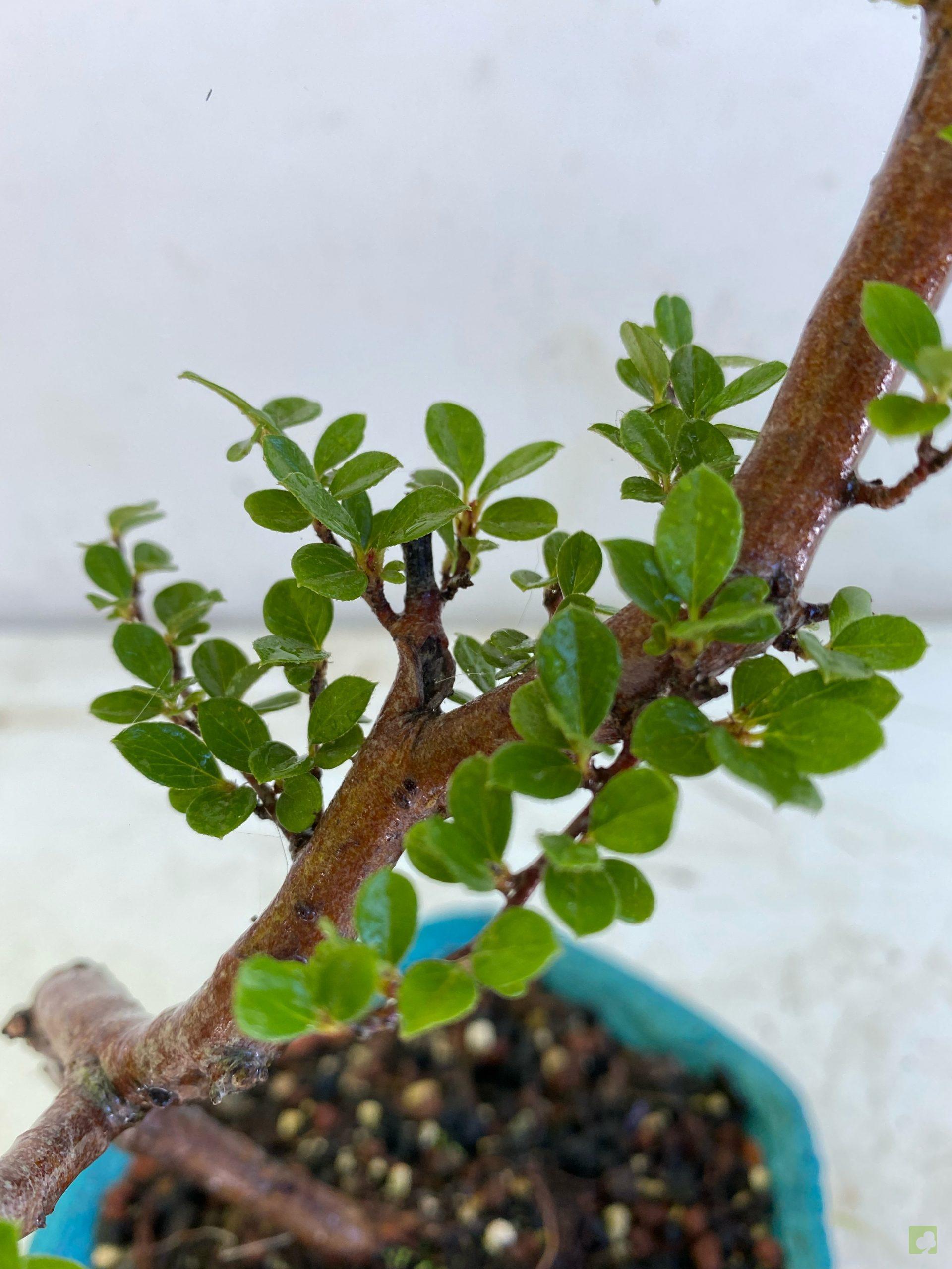 Processed with MOLDIV