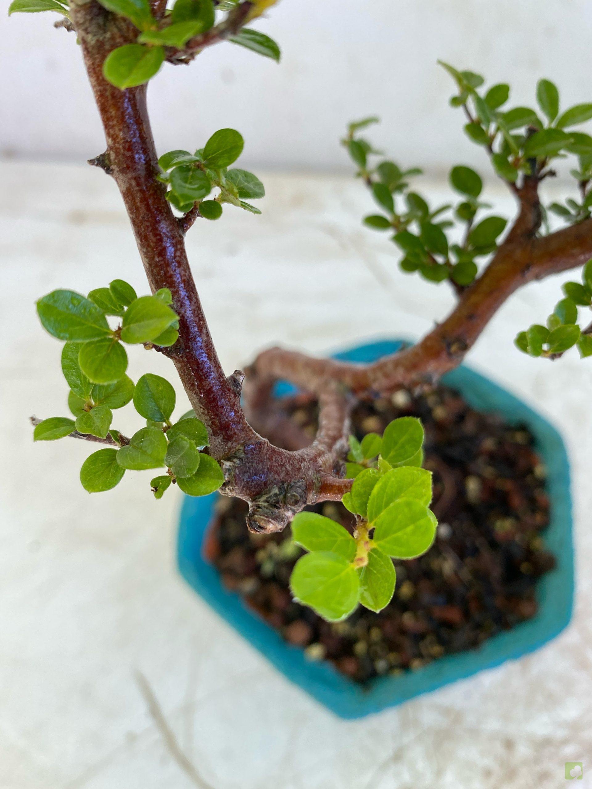 Processed with MOLDIV