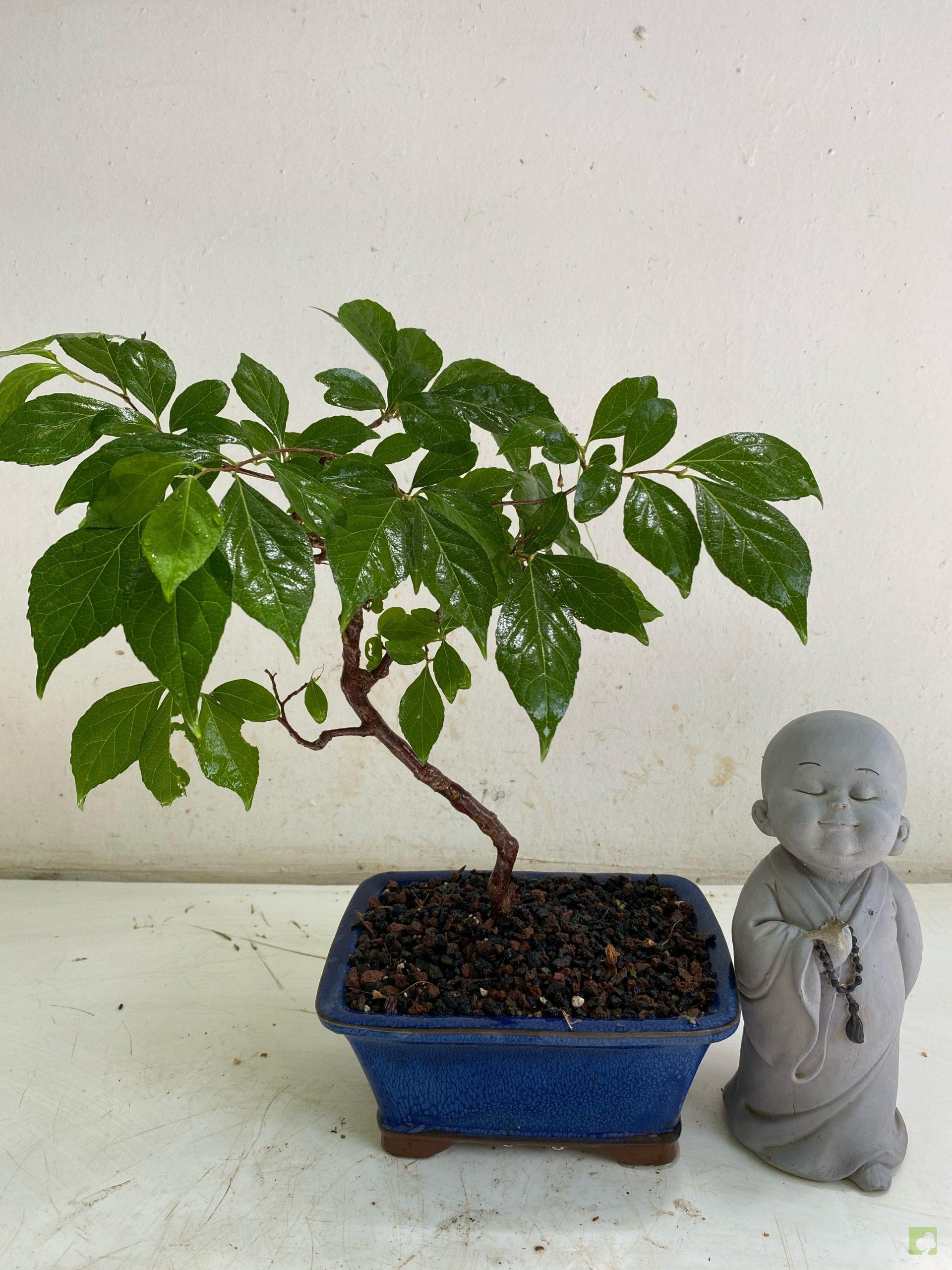 Processed with MOLDIV