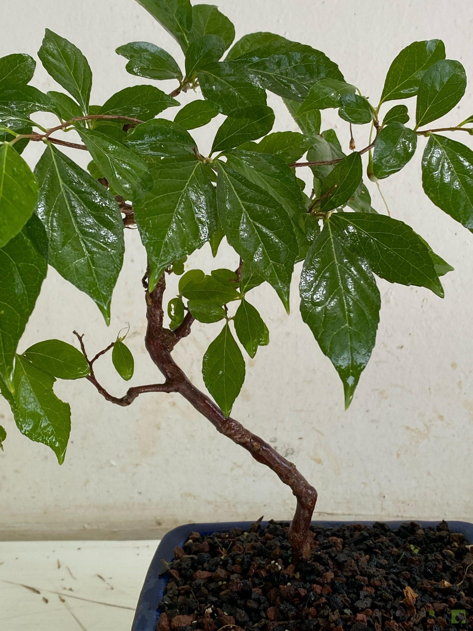 Processed with MOLDIV