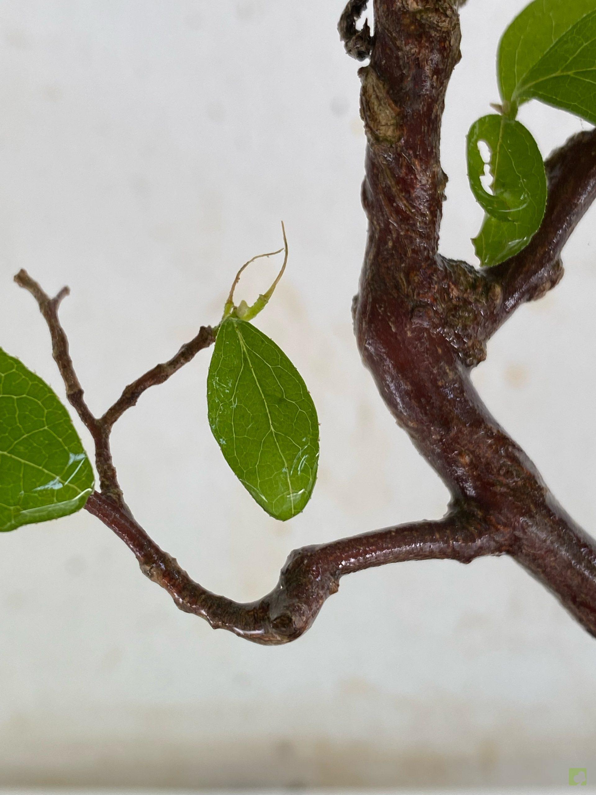 Processed with MOLDIV