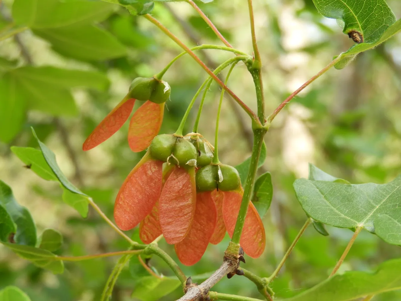 Acer-monspessulanum_9