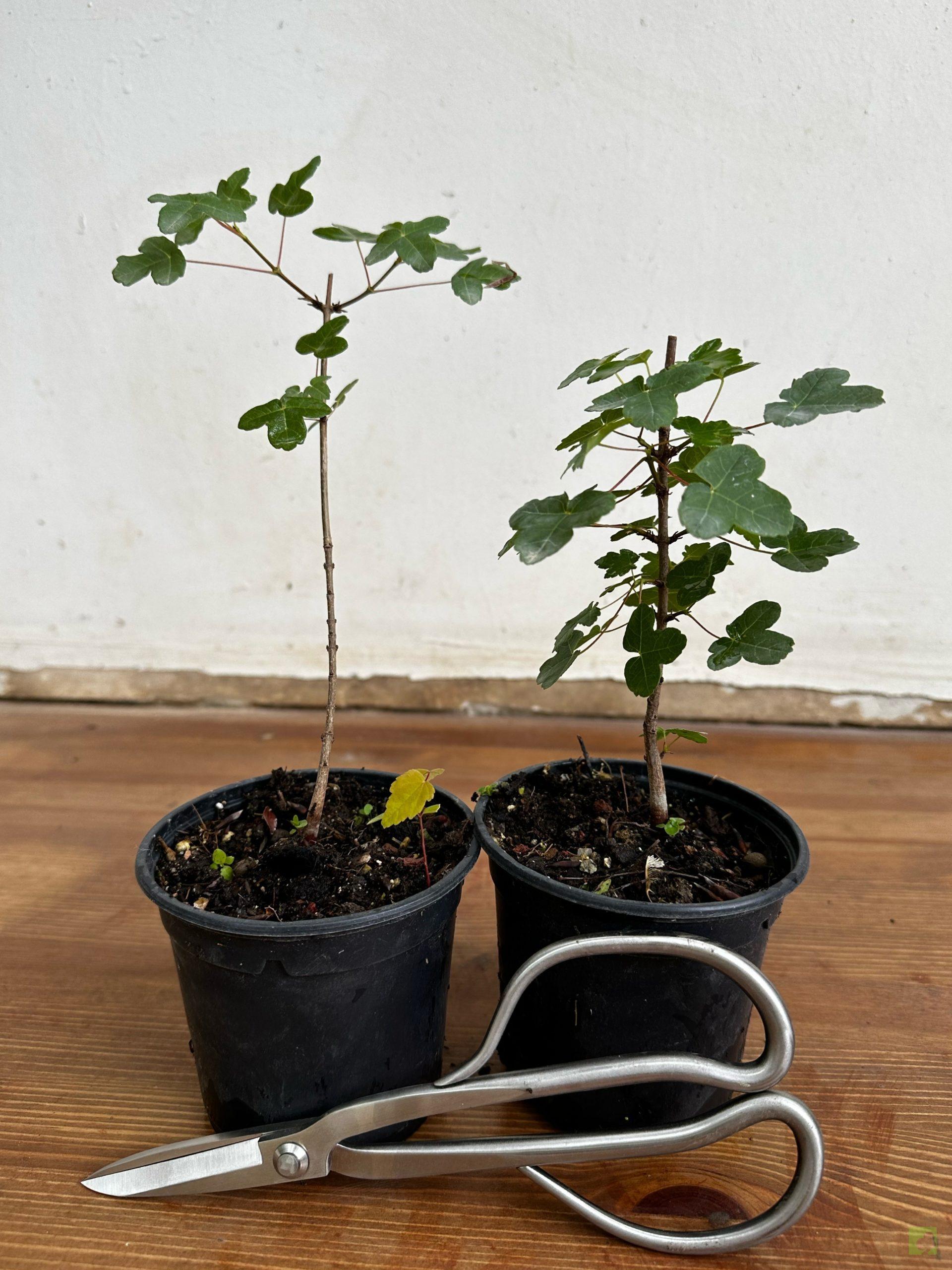 Processed with MOLDIV