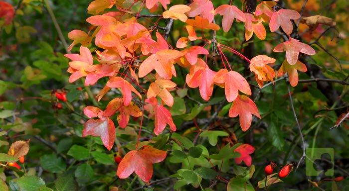 acermonspessulanum54