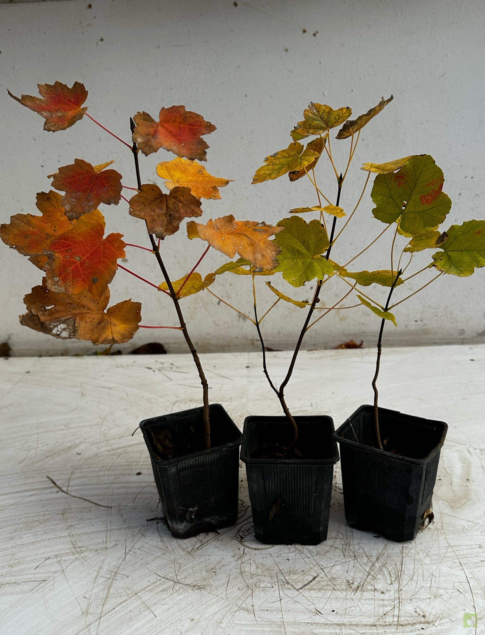 Processed with MOLDIV