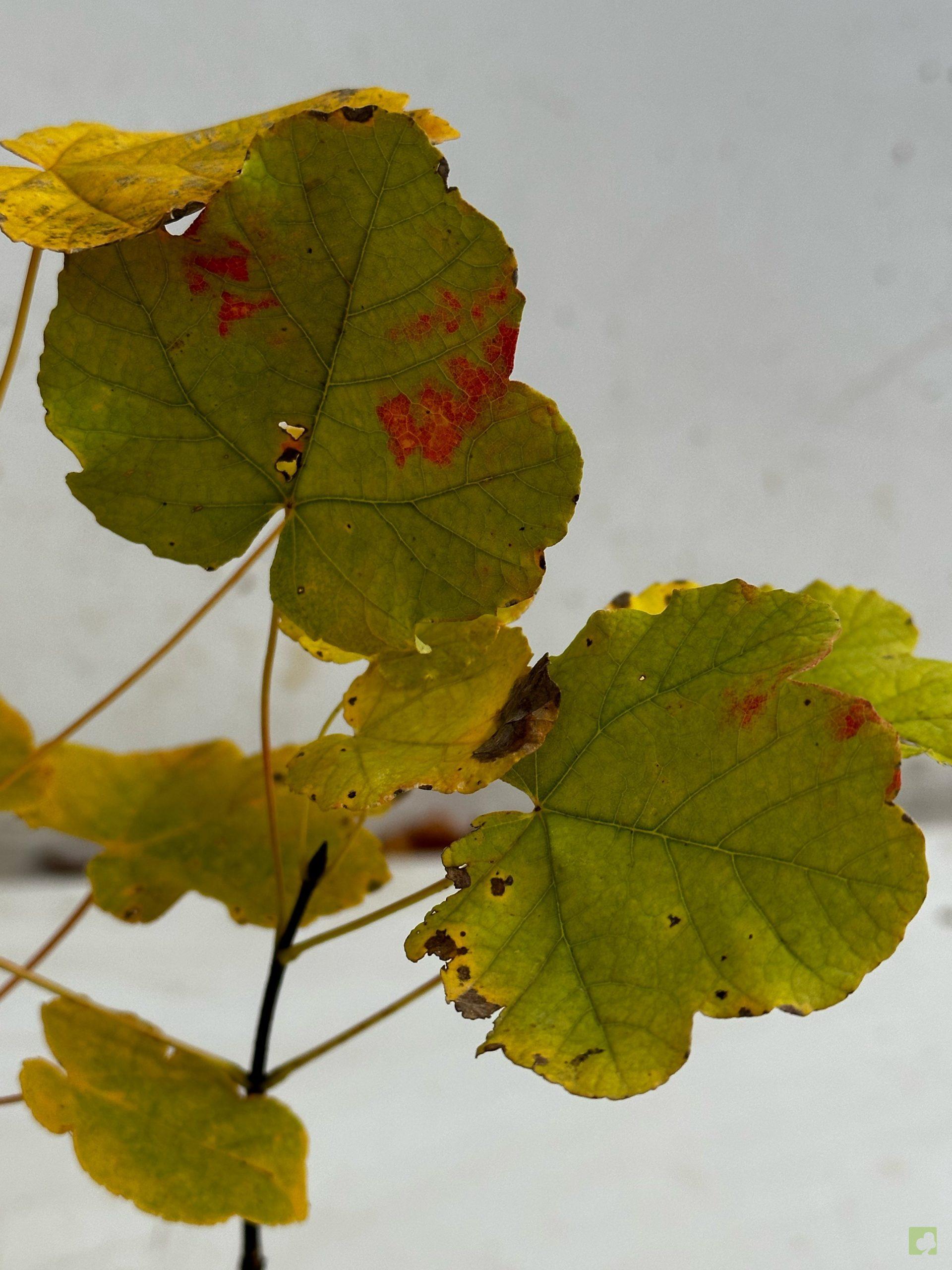 Processed with MOLDIV