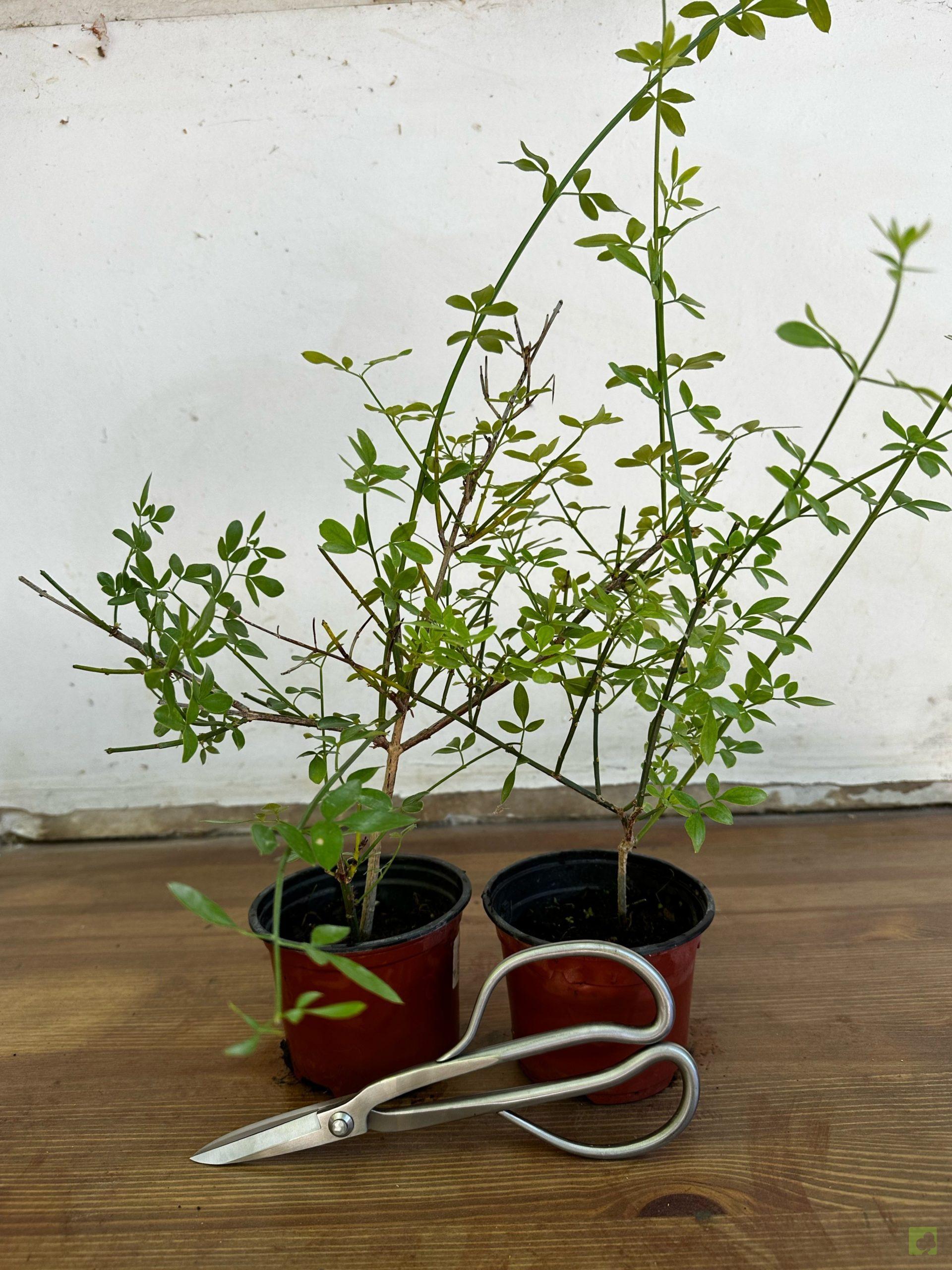 Processed with MOLDIV