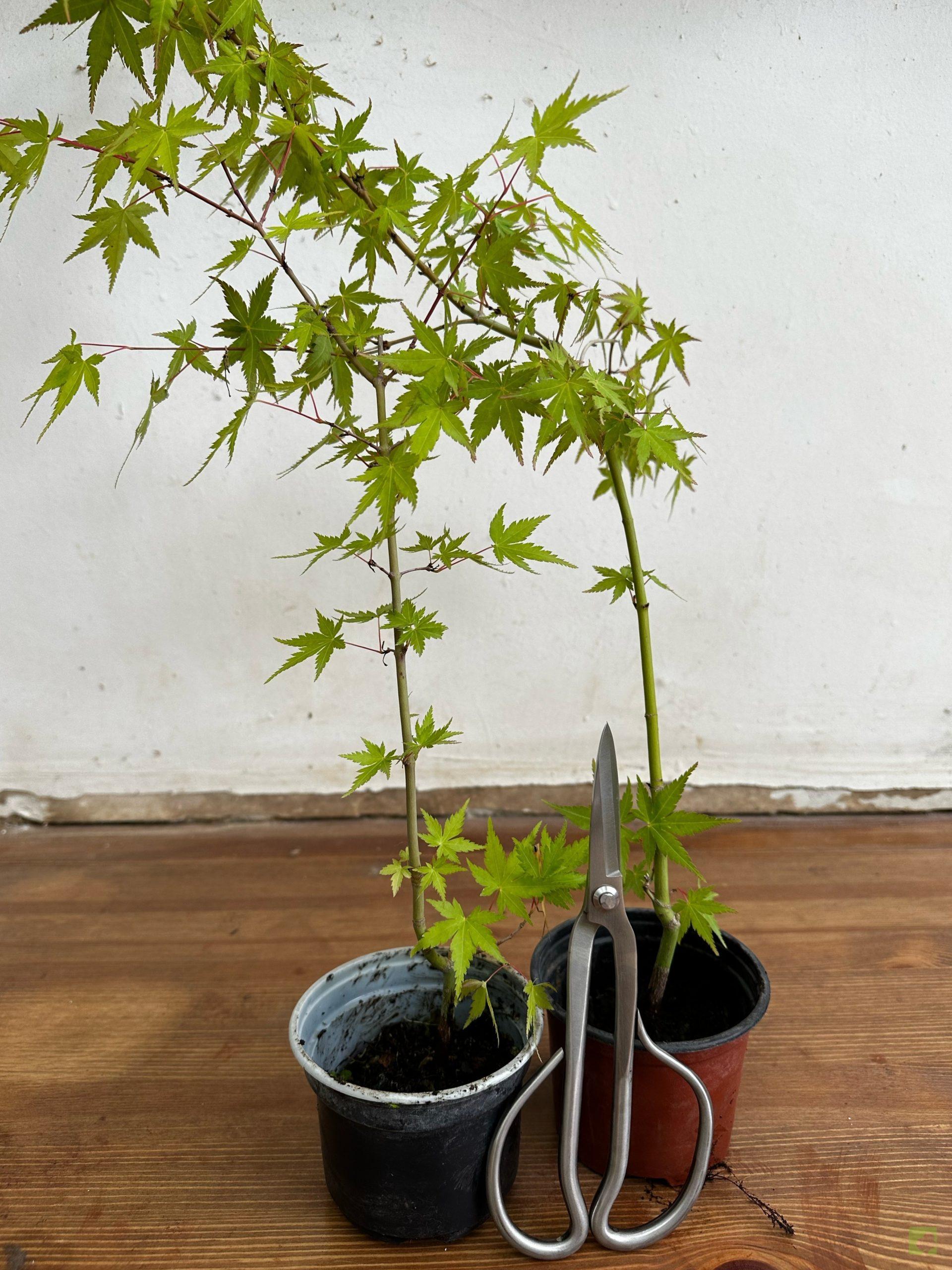 Processed with MOLDIV