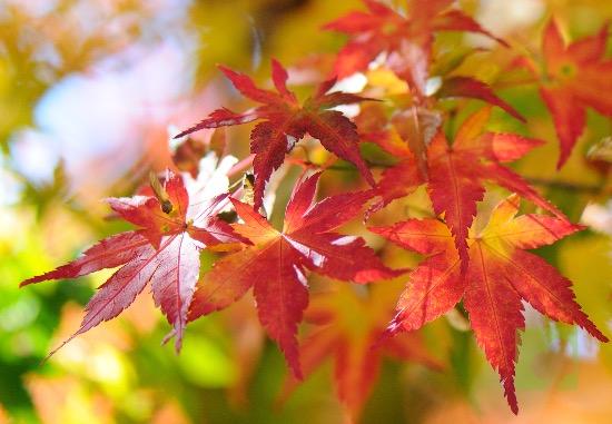 acer-palmatum-detalle