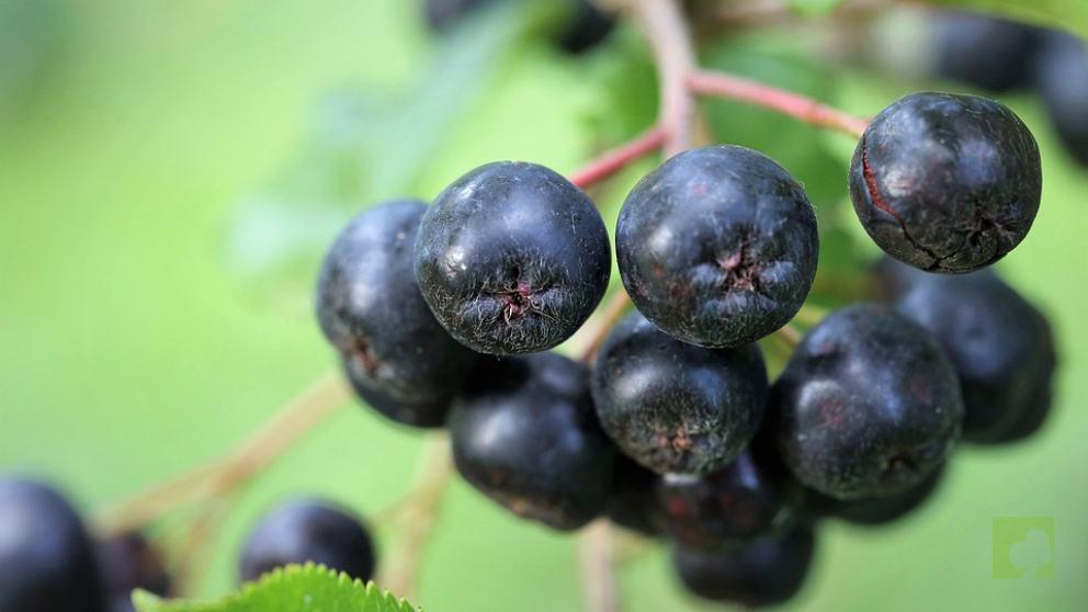 aronia fruto