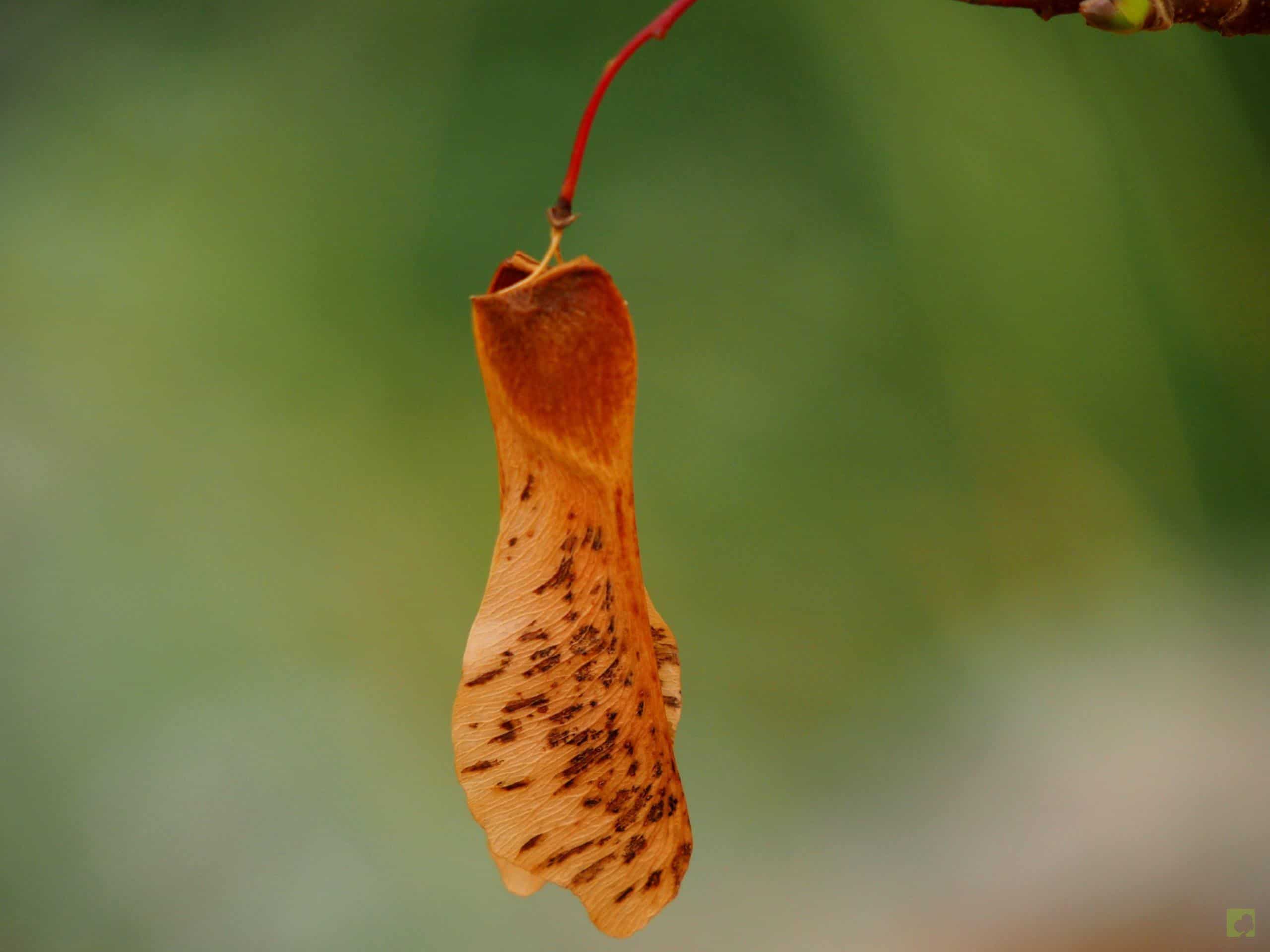 Processed with MOLDIV