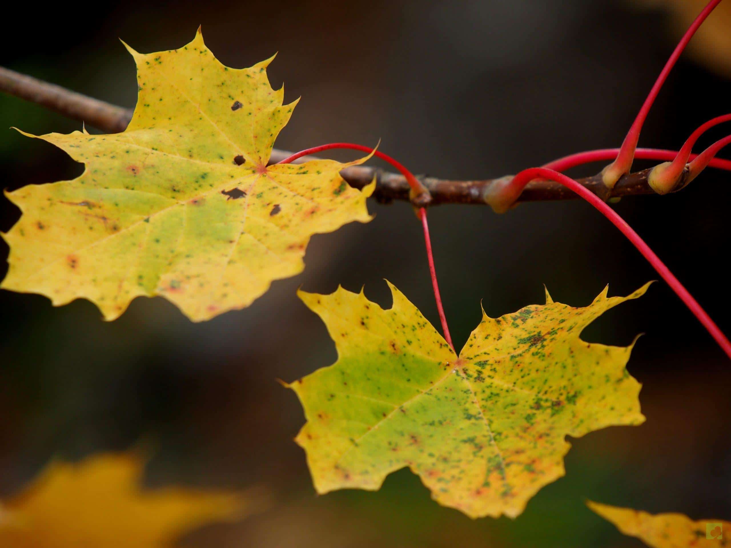 Processed with MOLDIV