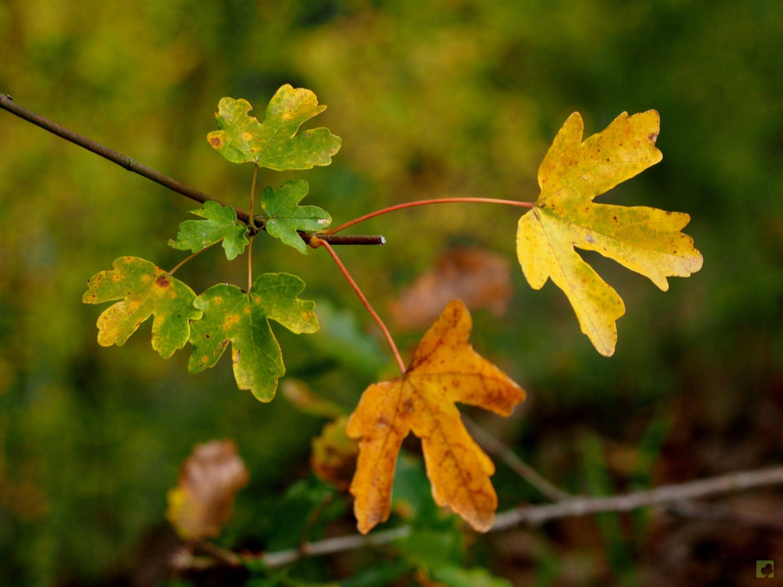 Processed with MOLDIV