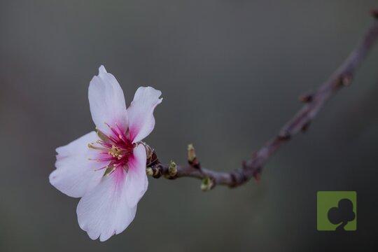 FLOR DEL ALMENDRO
