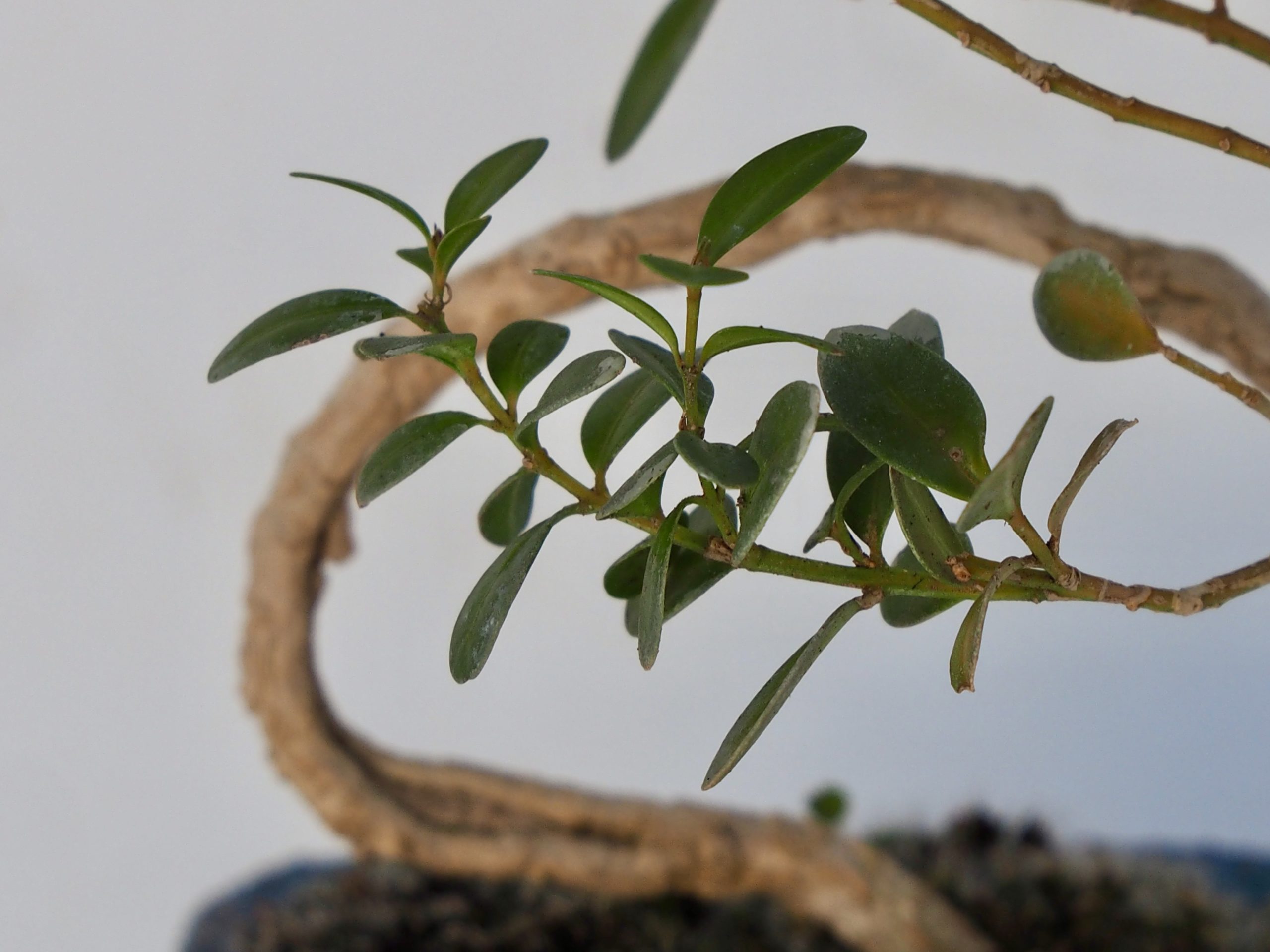 OLYMPUS DIGITAL CAMERA