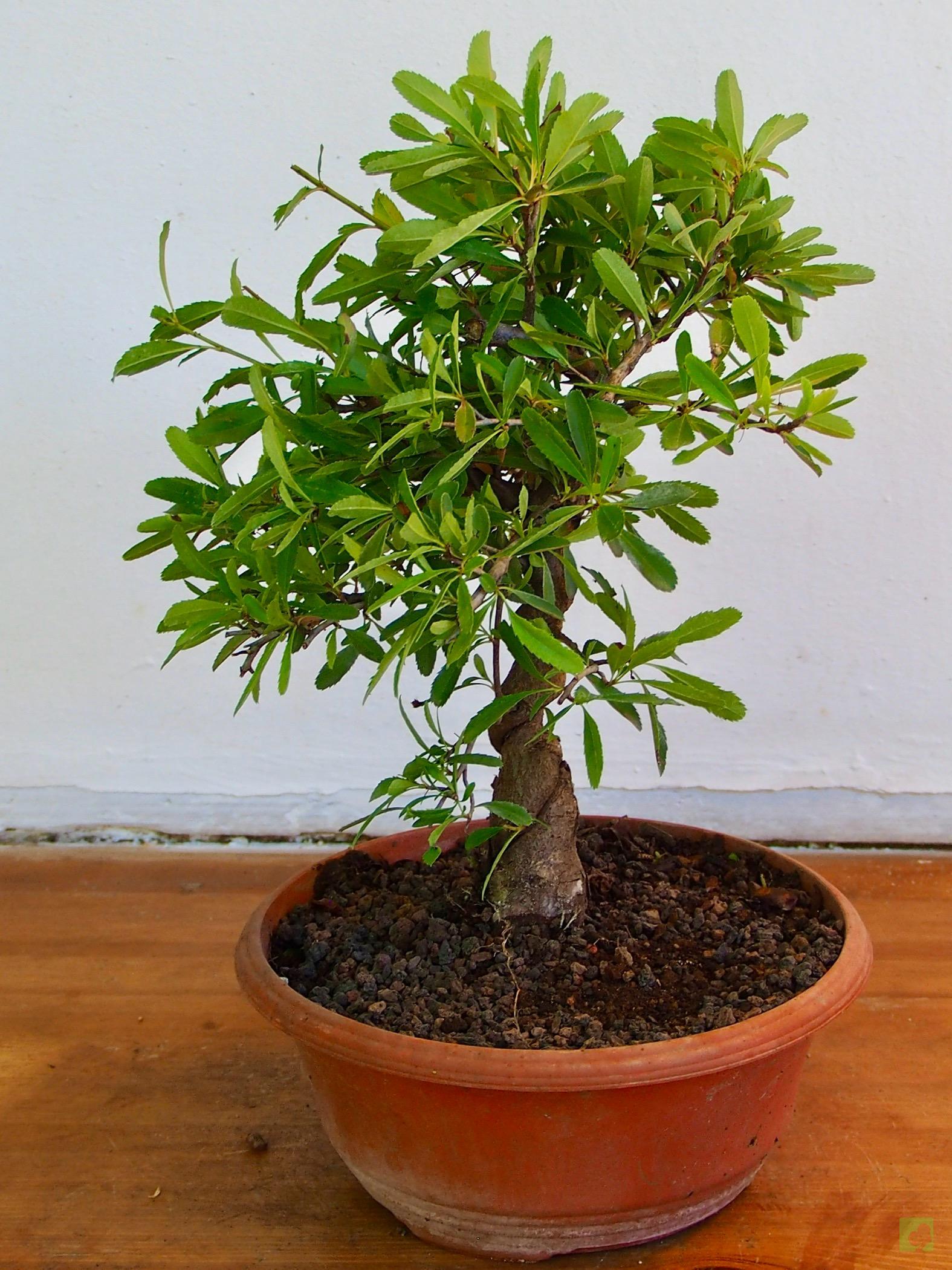 PIRACANRA JAPONESA 7101 (6)